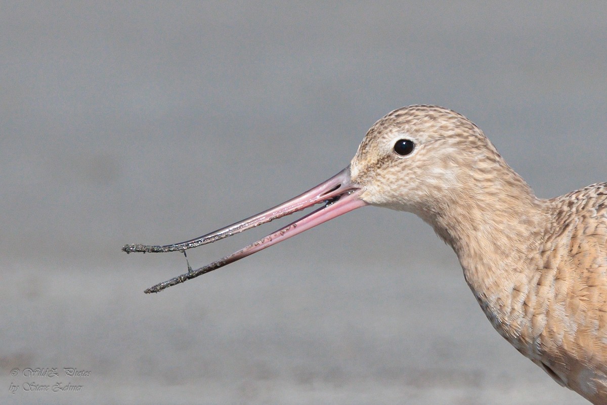 Marbled Godwit - ML643942295