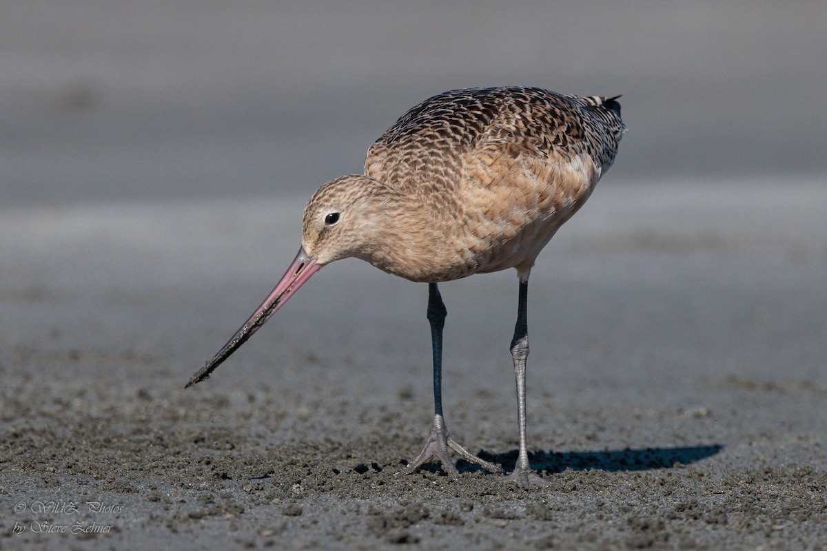 Marbled Godwit - ML643942296