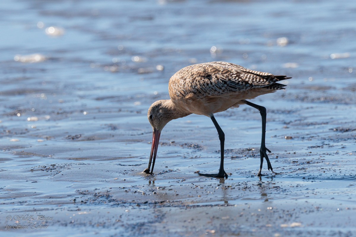 Marbled Godwit - ML643942297