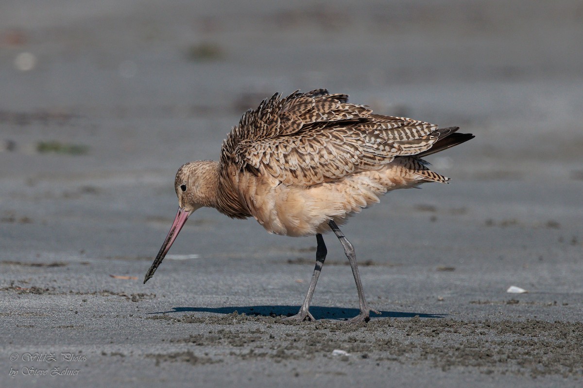 Marbled Godwit - ML643942298