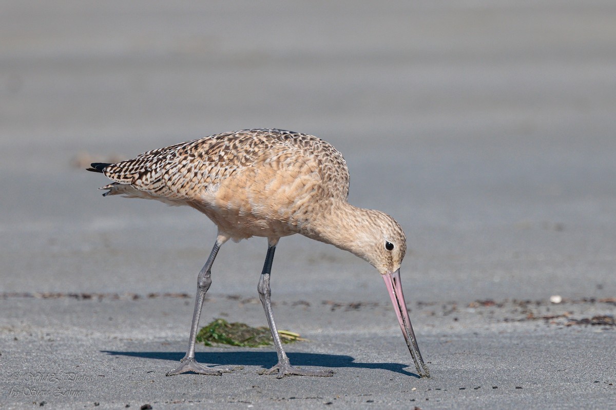 Marbled Godwit - ML643942299