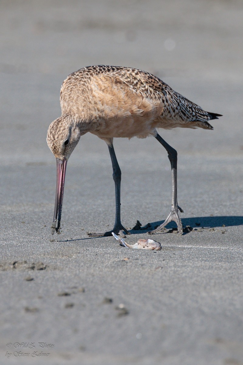 Marbled Godwit - ML643942301