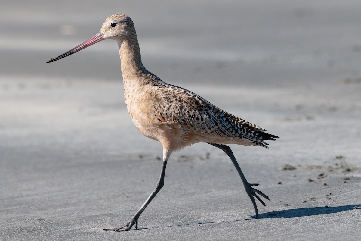Marbled Godwit - ML643942302