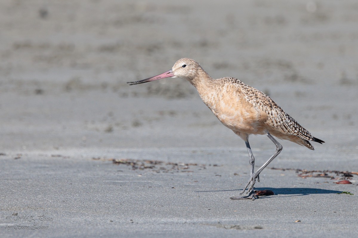 Marbled Godwit - ML643942303