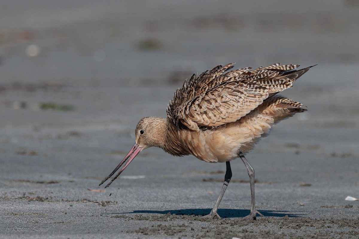 Marbled Godwit - ML643942304