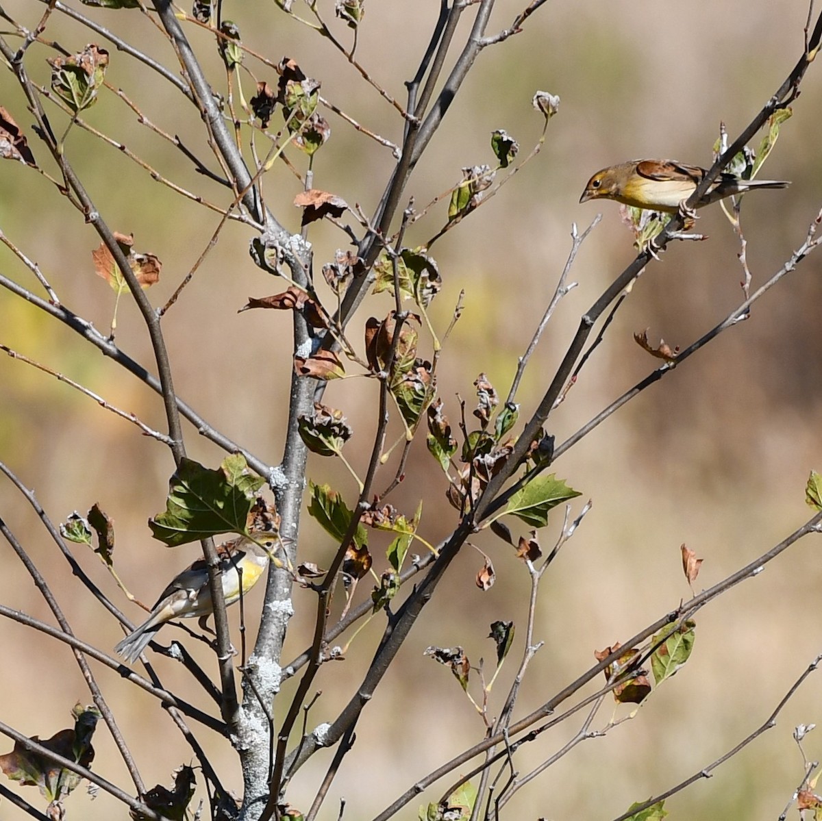 Dickcissel - ML643942315
