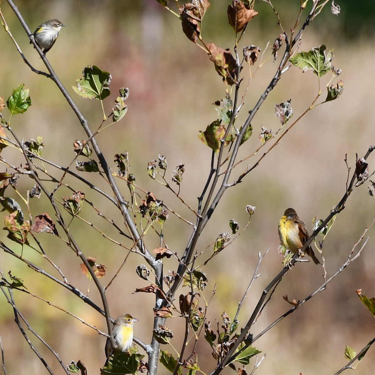 Dickcissel - ML643942316