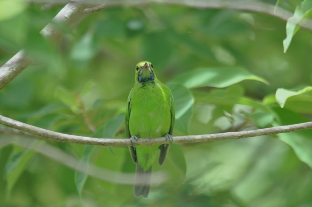 Golden-fronted Leafbird - ML643942323