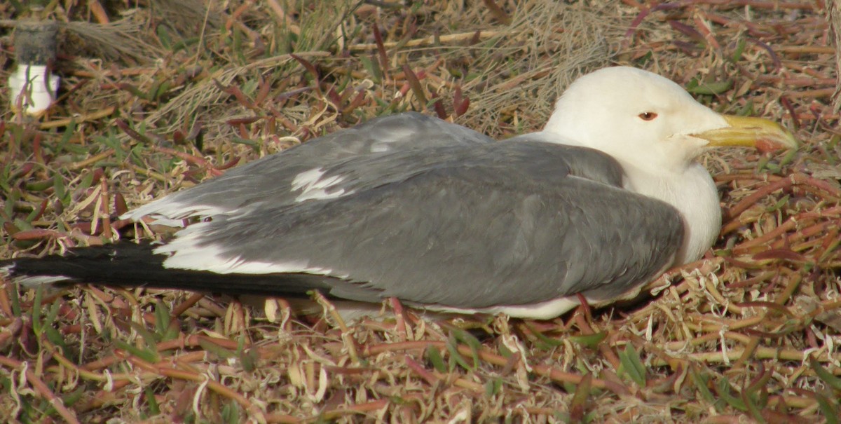 Lesser Black-backed Gull (Steppe) - ML643942331