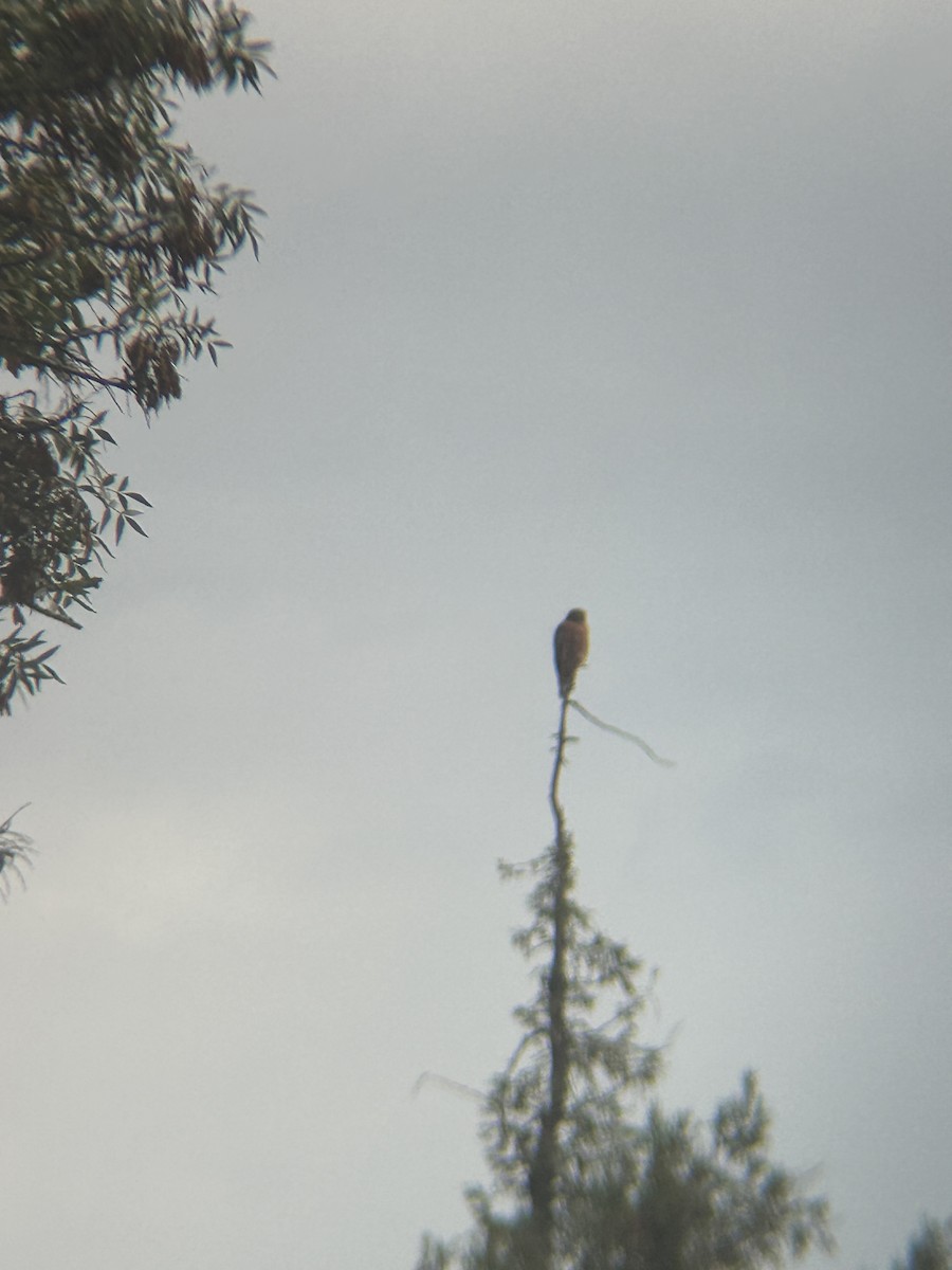 Red-shouldered Hawk (elegans) - ML643942347