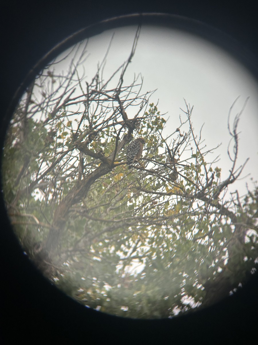 Red-shouldered Hawk (elegans) - ML643942348