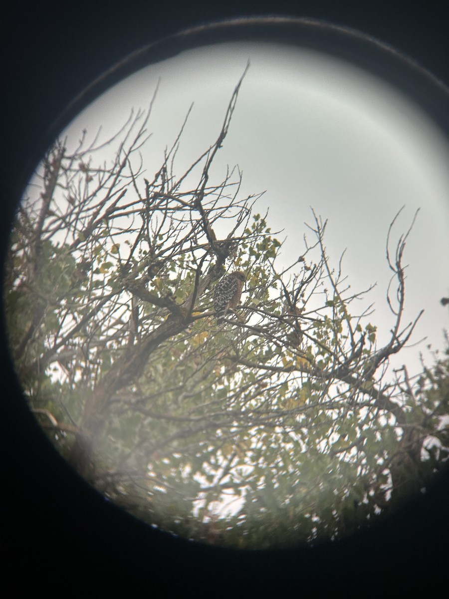 Red-shouldered Hawk (elegans) - ML643942349
