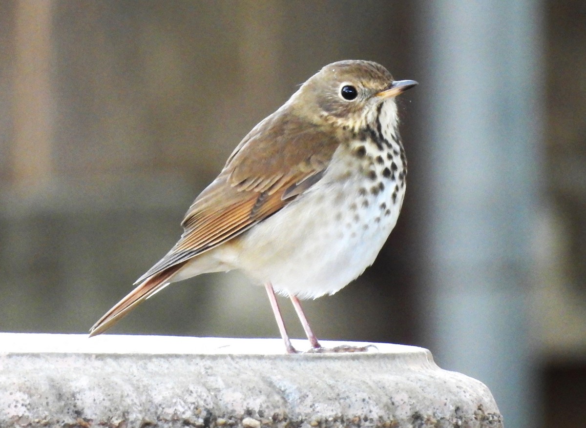 Hermit Thrush - ML643942379