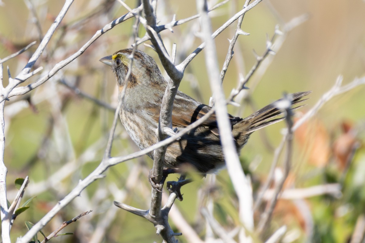 Seaside Sparrow - ML643942396
