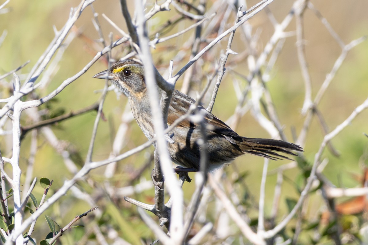 Seaside Sparrow - ML643942397