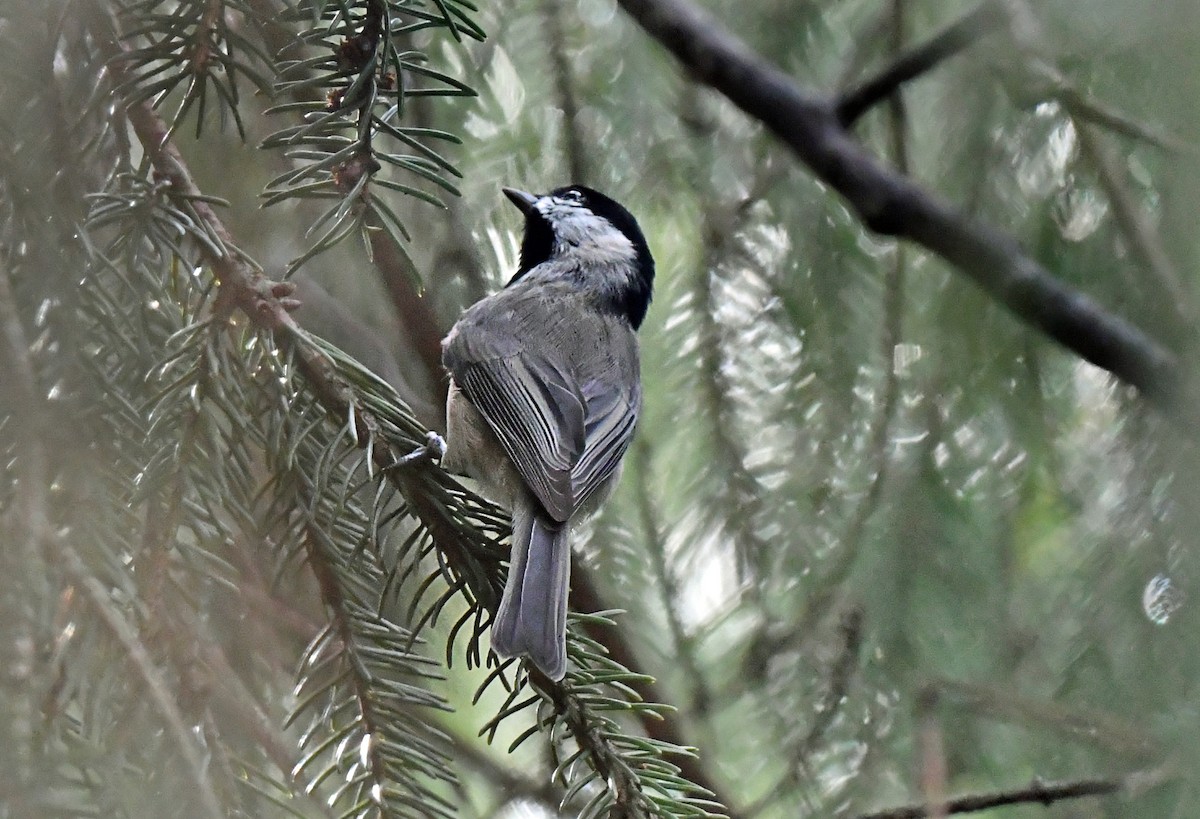 Carolina Chickadee - ML643942412