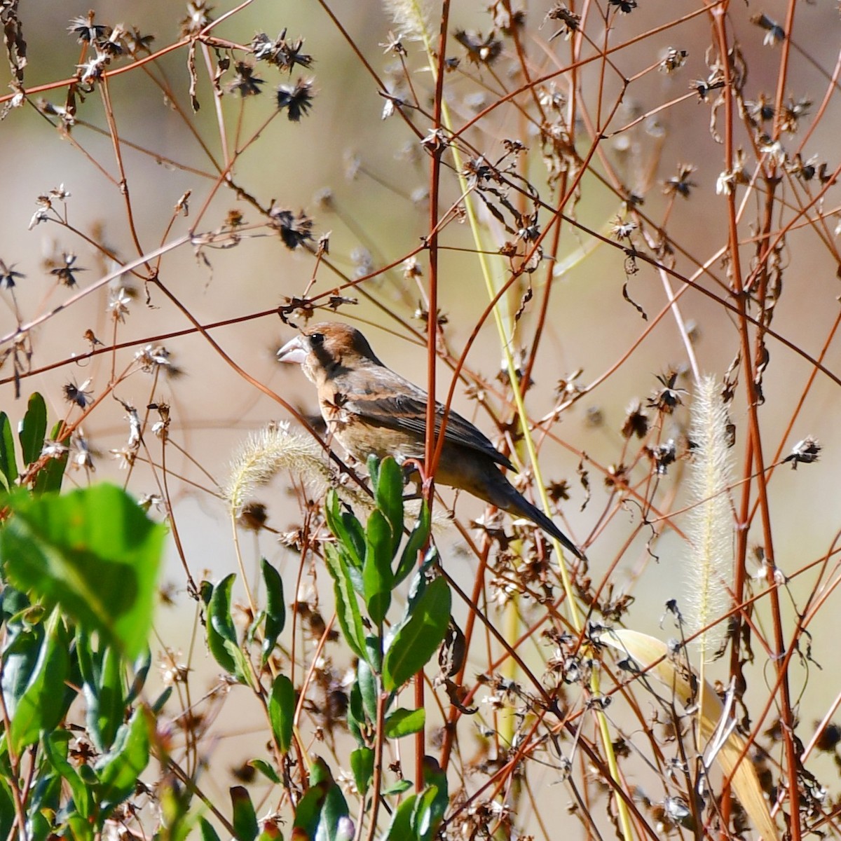 Blue Grosbeak - ML643942418