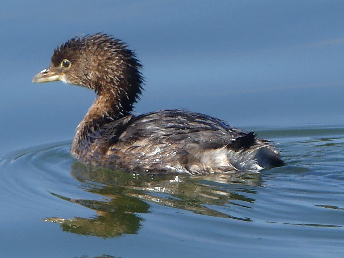 Pied-billed Grebe - ML643942432