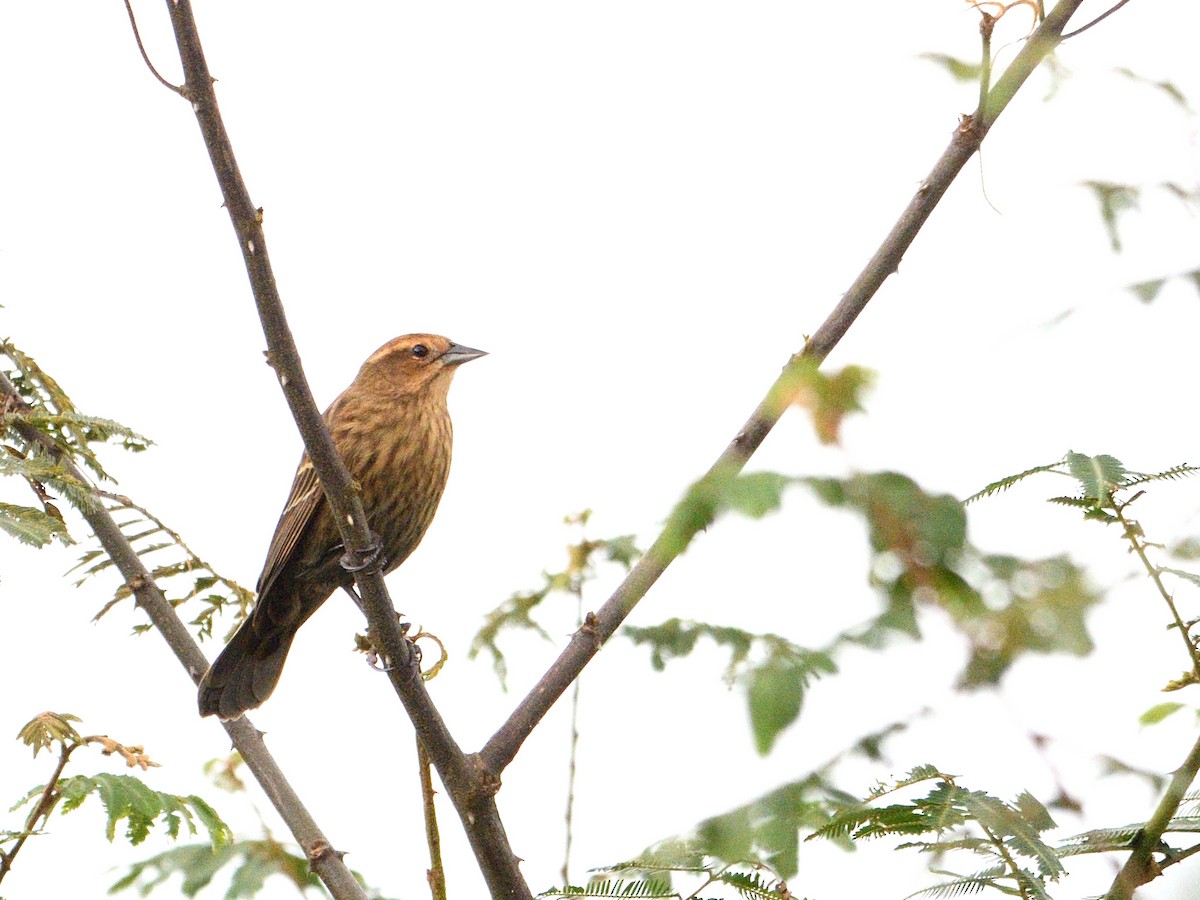 Red-breasted Meadowlark - ML643942439