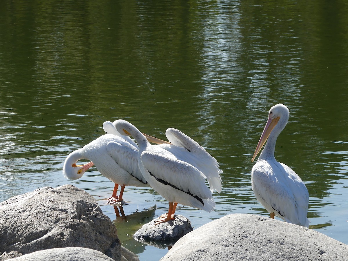 American White Pelican - ML643942444