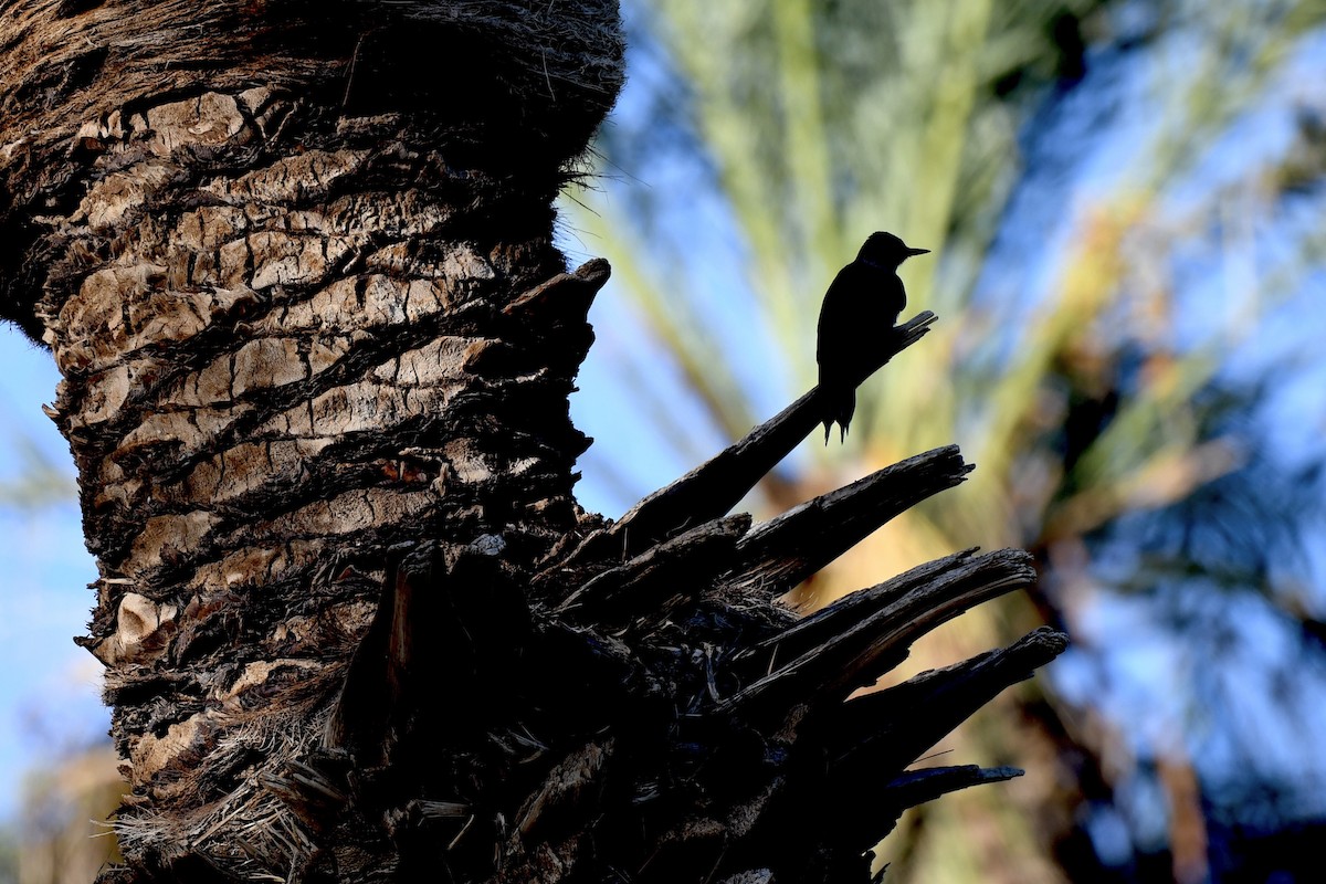 Lewis's Woodpecker - ML643942447