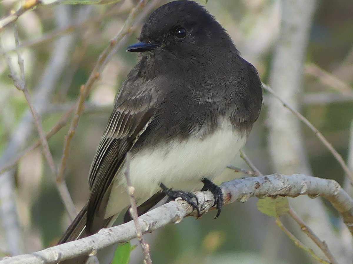Black Phoebe - ML643942450