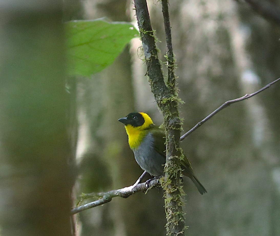 Nelikurvi Dokumacısı - ML643942453