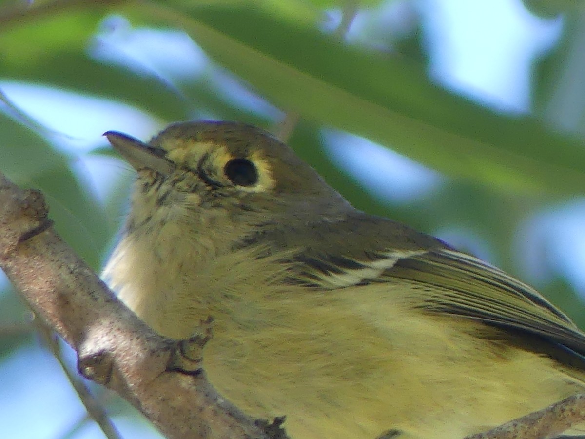 Hutton's Vireo - ML643942460