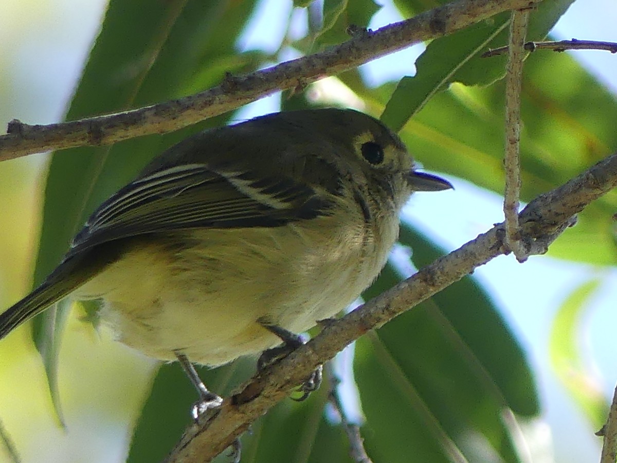 Hutton's Vireo - ML643942461