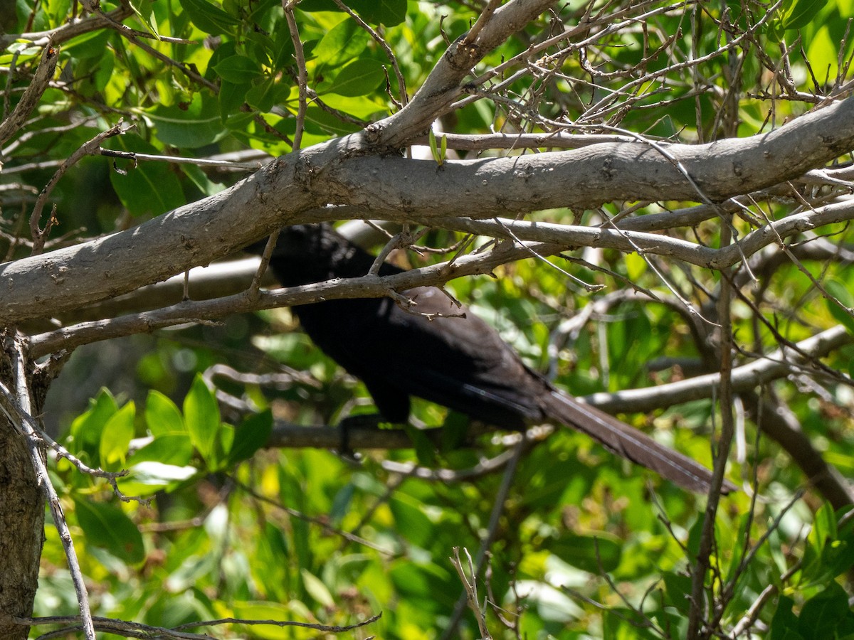 Smooth-billed Ani - ML643942476