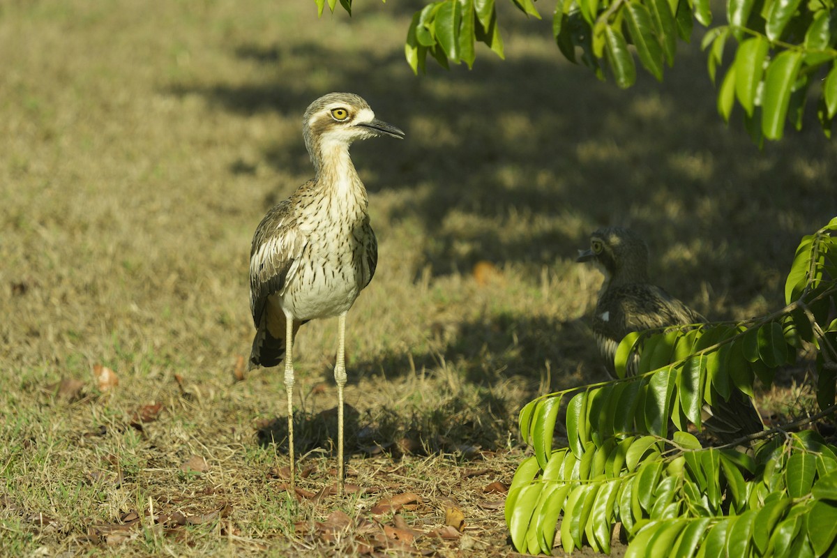 Bush Thick-knee - ML643942484