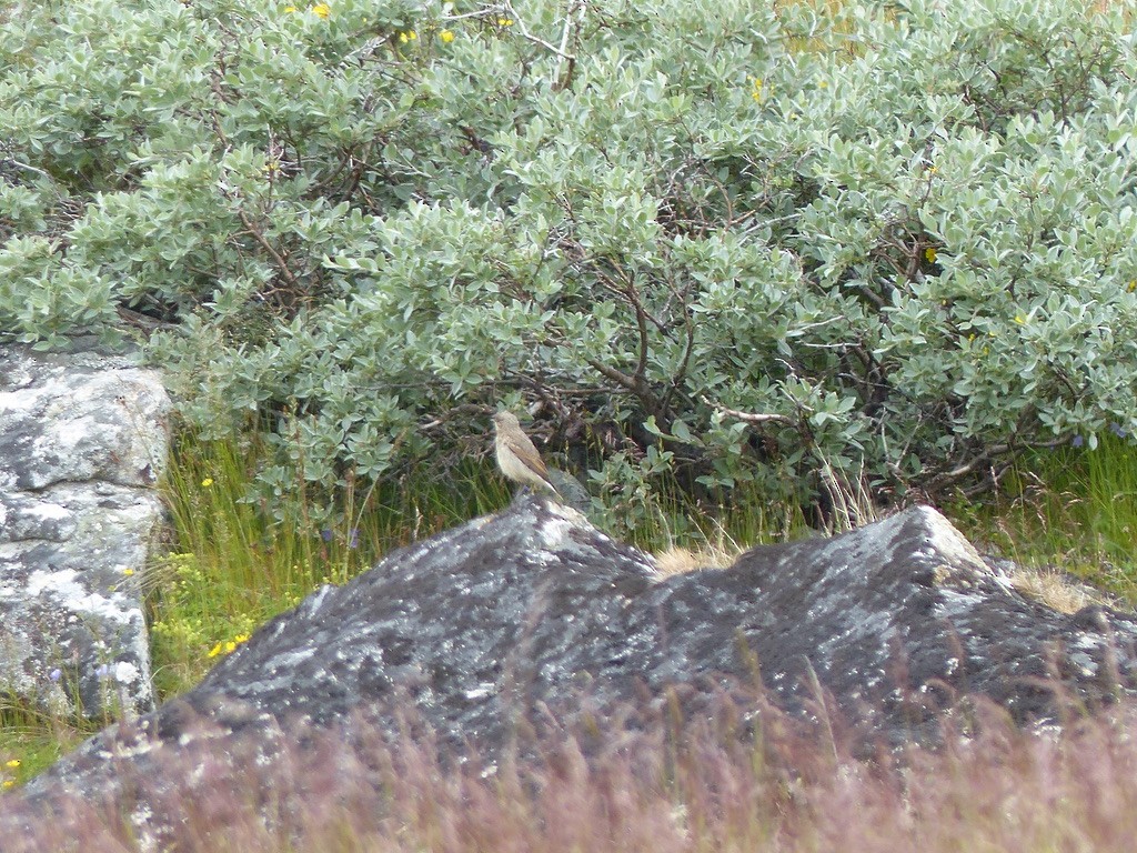 Northern Wheatear (Greenland) - ML643942488