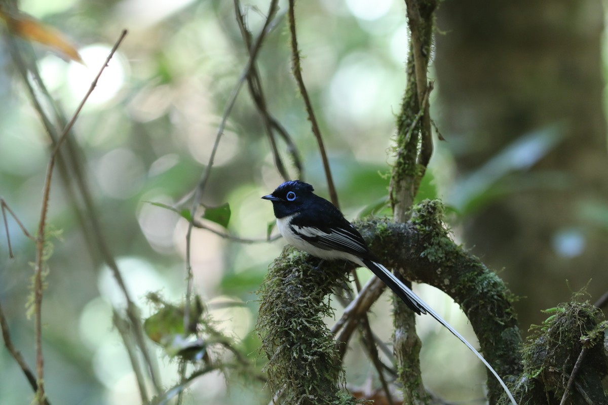 Tchitrec malgache - ML643942504