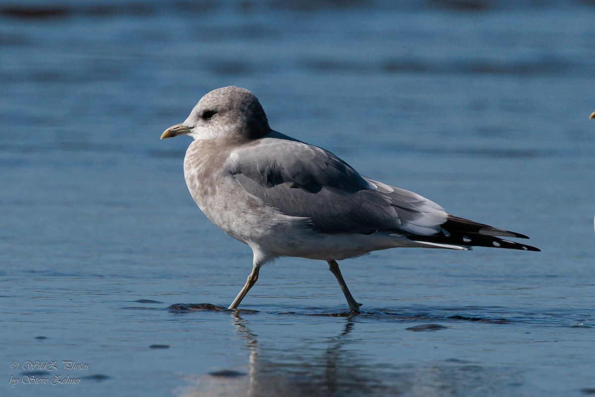 Short-billed Gull - ML643942515