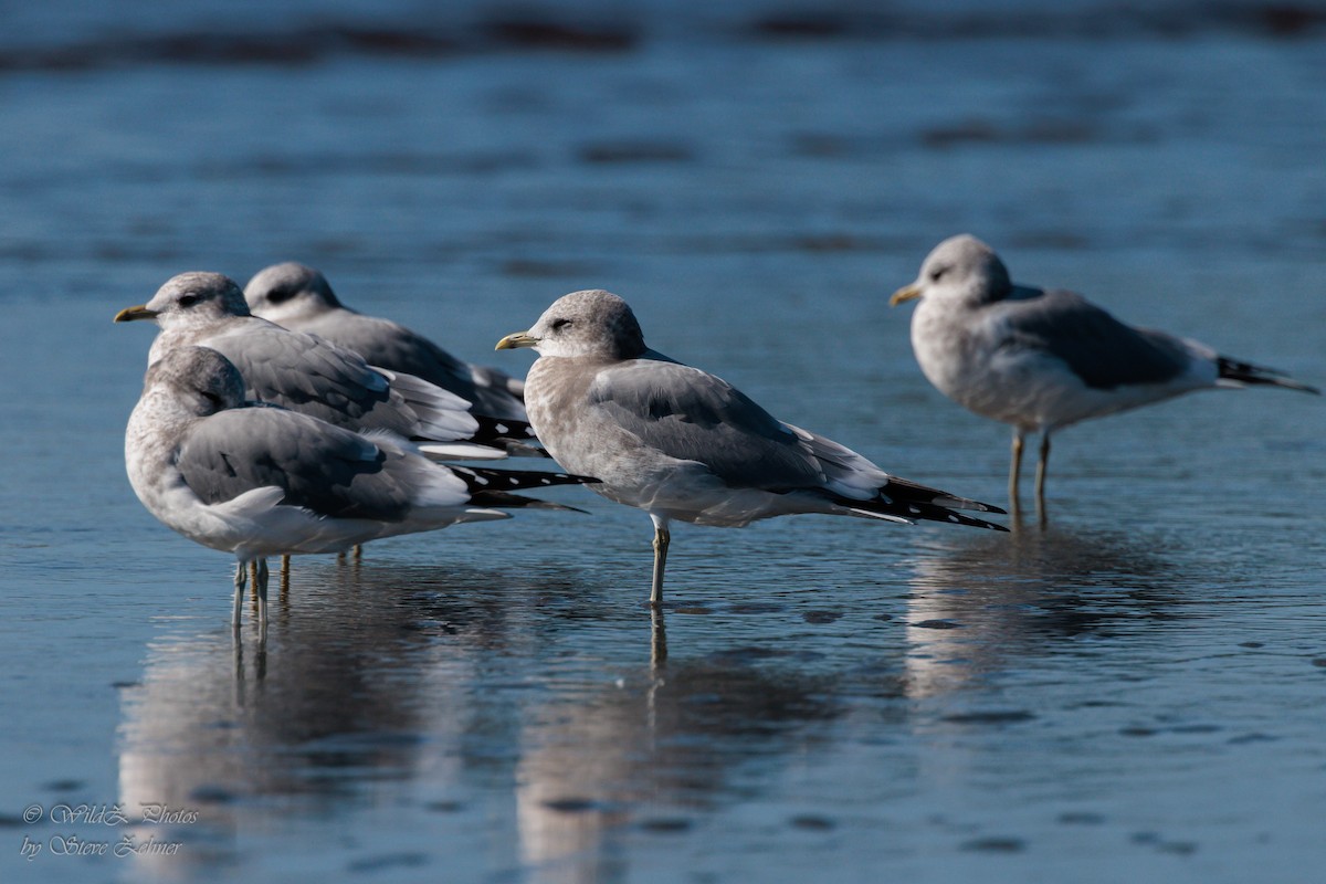 Short-billed Gull - ML643942516