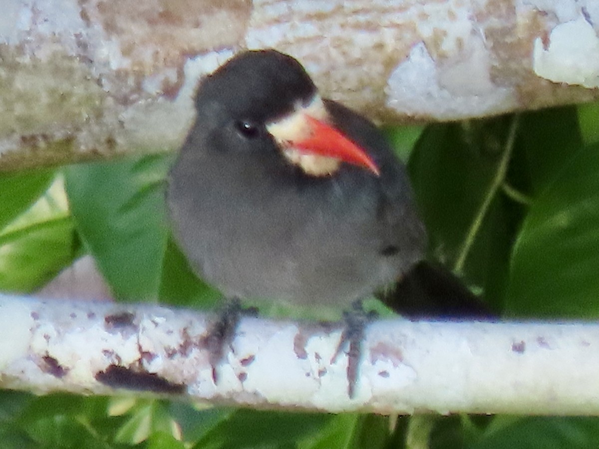 White-fronted Nunbird - ML643942517