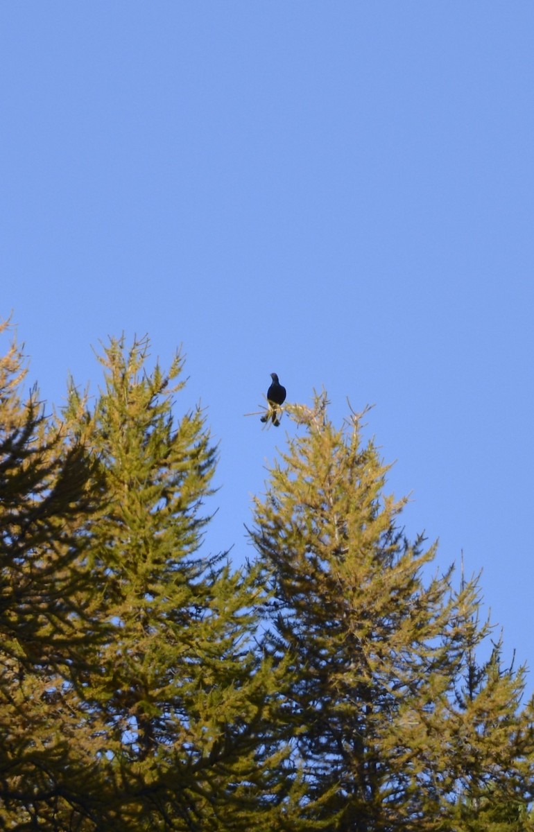 Хар хур - ML643942518