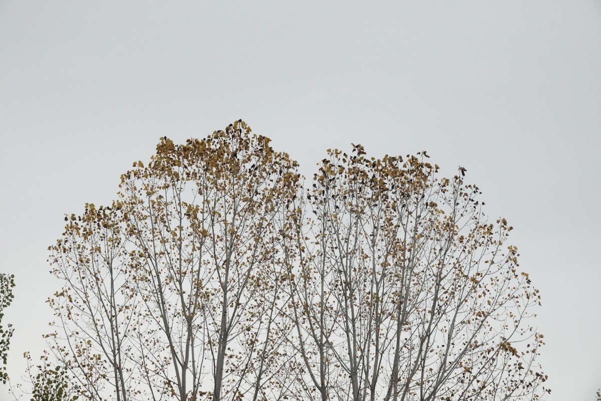 Red-winged Blackbird - ML643942519