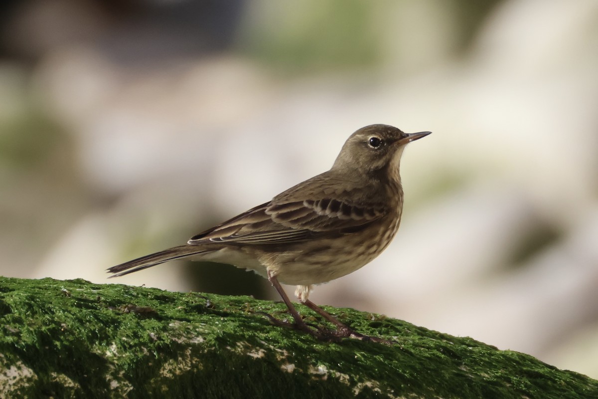 Rock Pipit - ML643942536