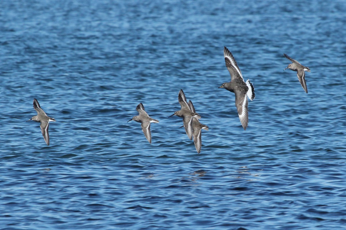 Surfbird - ML643942540