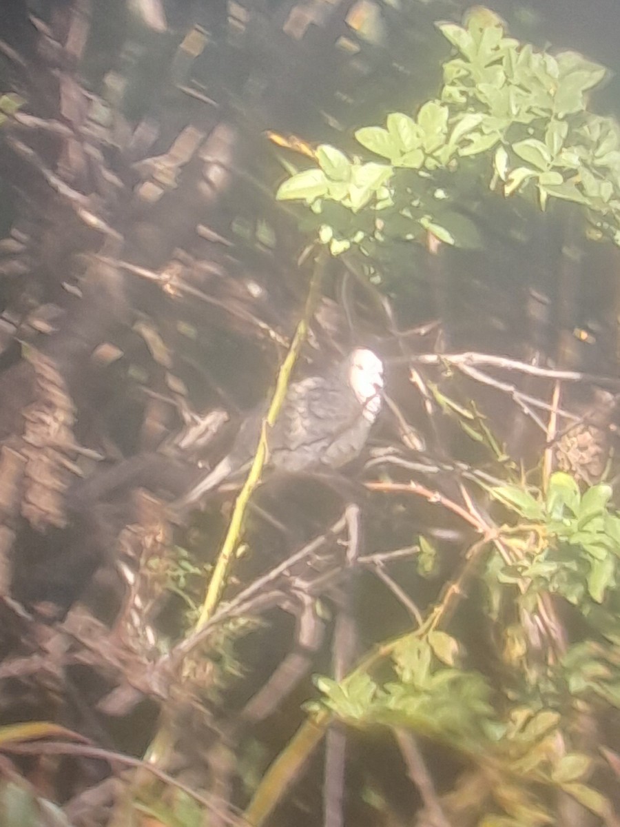 Inca Dove - ML643942549