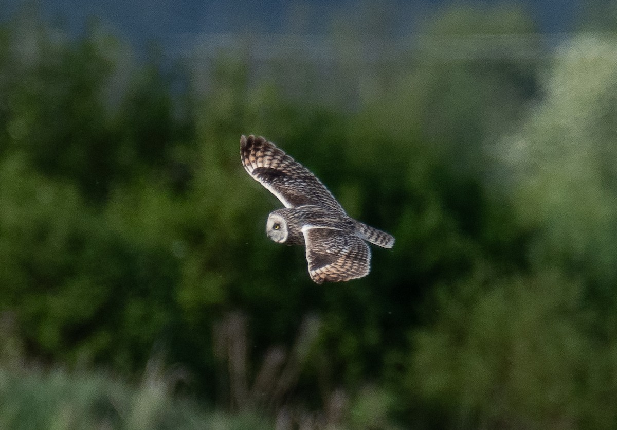 Short-eared Owl - ML643942554