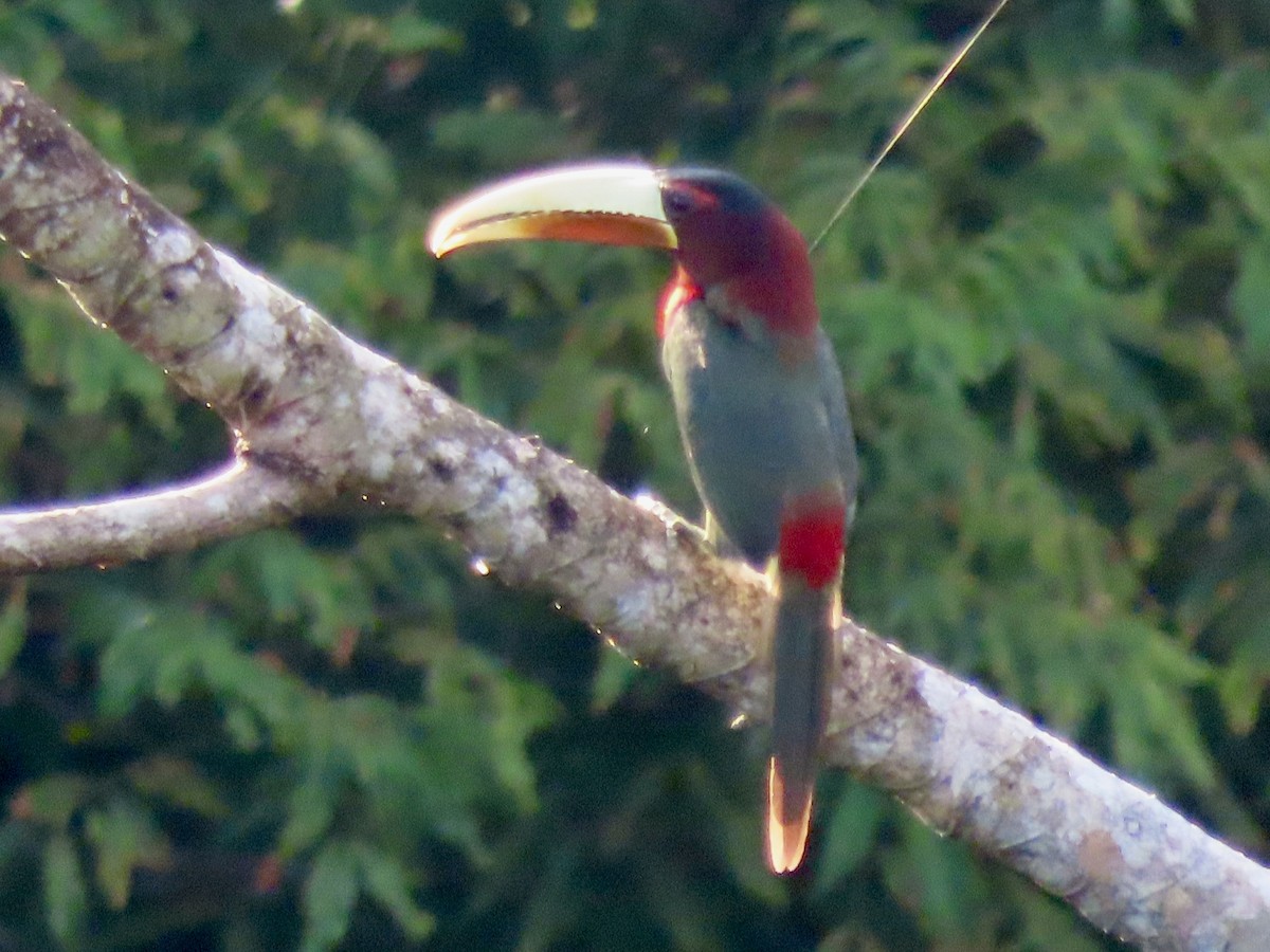 Ivory-billed Aracari - ML643942559