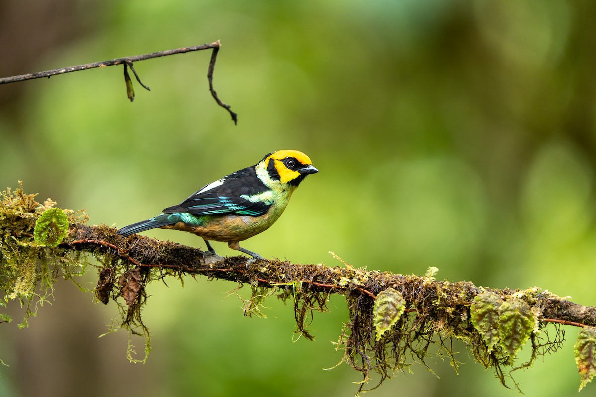 Flame-faced Tanager - ML643942564