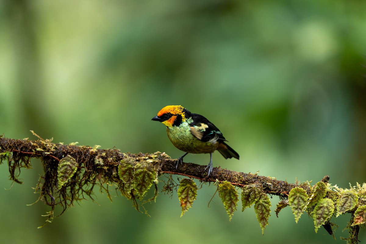Flame-faced Tanager - ML643942565