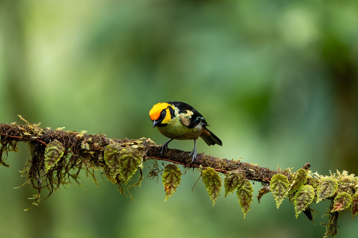 Flame-faced Tanager - ML643942566