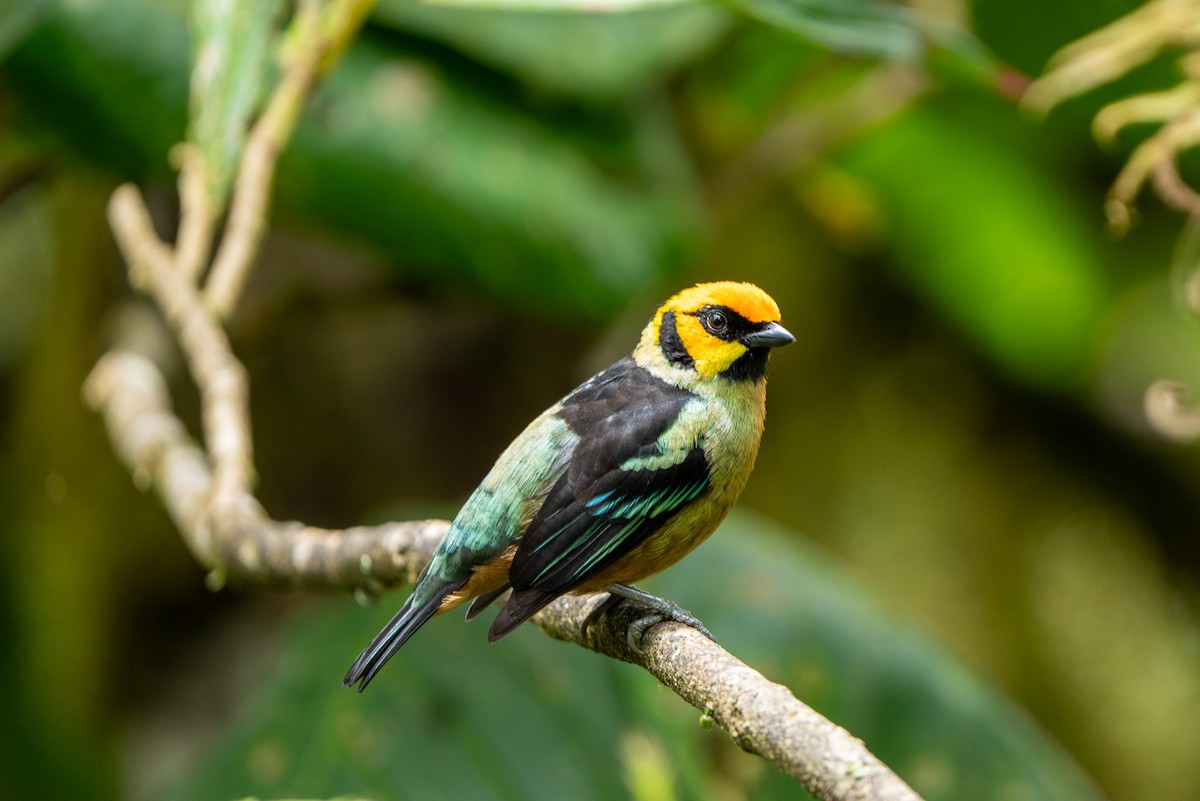 Flame-faced Tanager - ML643942567