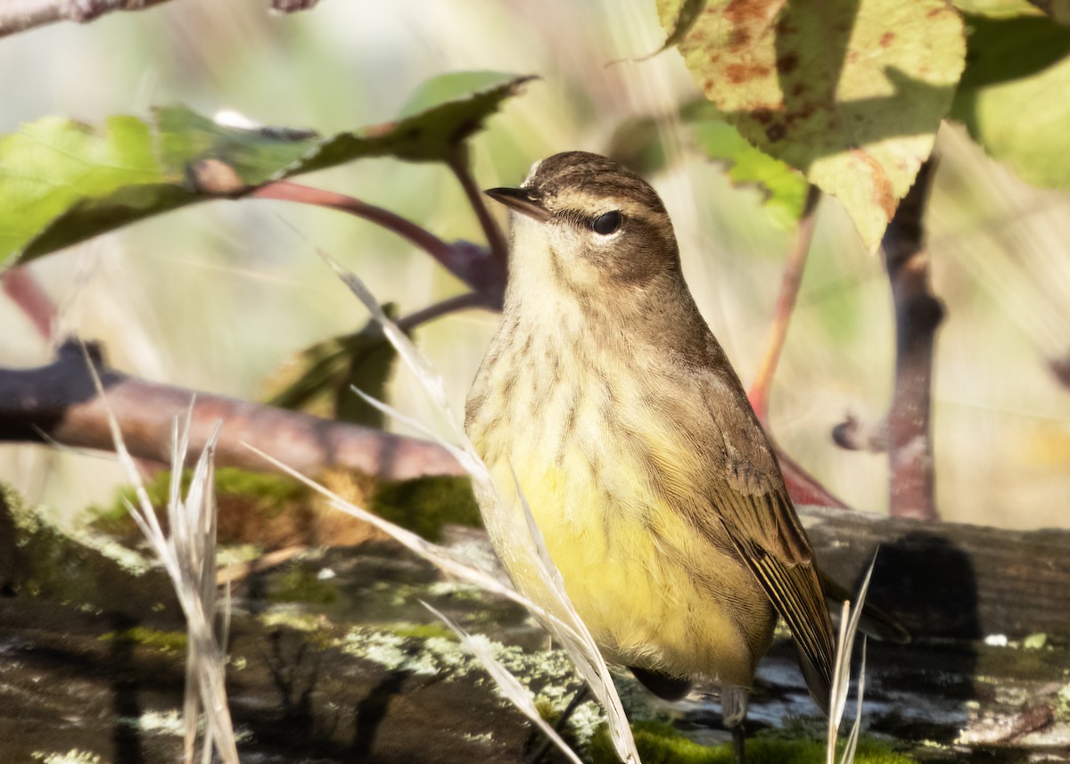 Palm Warbler - ML643942594
