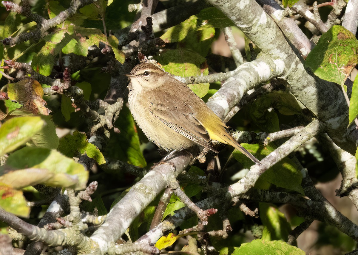 Palm Warbler - ML643942595