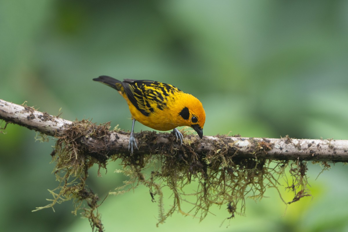 Golden Tanager - ML643942604